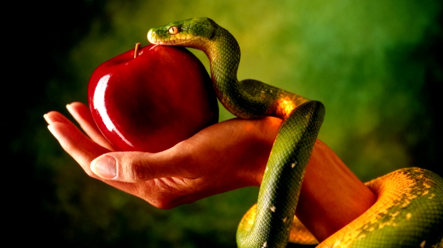 Forbidden Fruit2026-02-17T12:50:59.314Z"